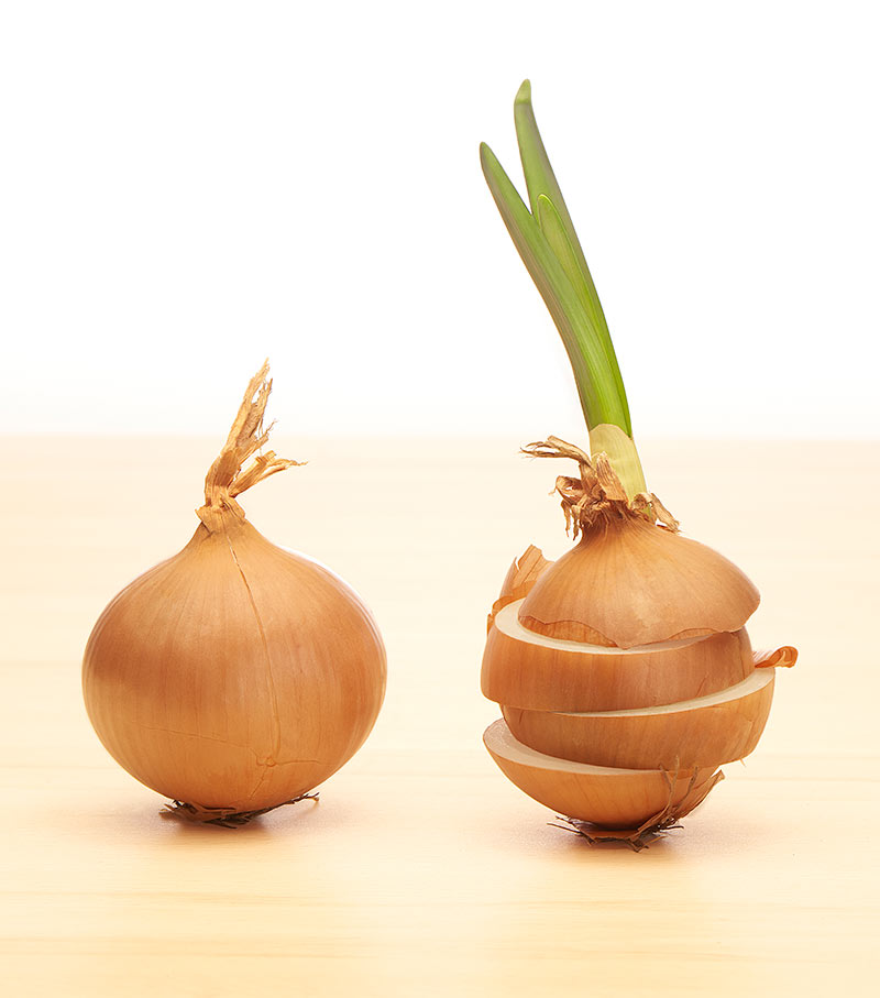 Heilpflanze des Jahres 2015 die Zwiebel Narbeninfo